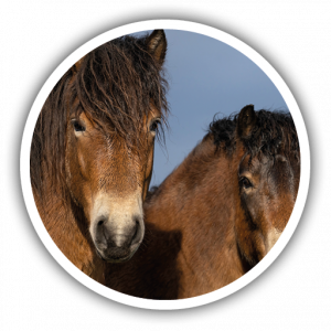 Exmoor-Ponys im ARCHEPARK Landschaftspflege, Lelkendorf